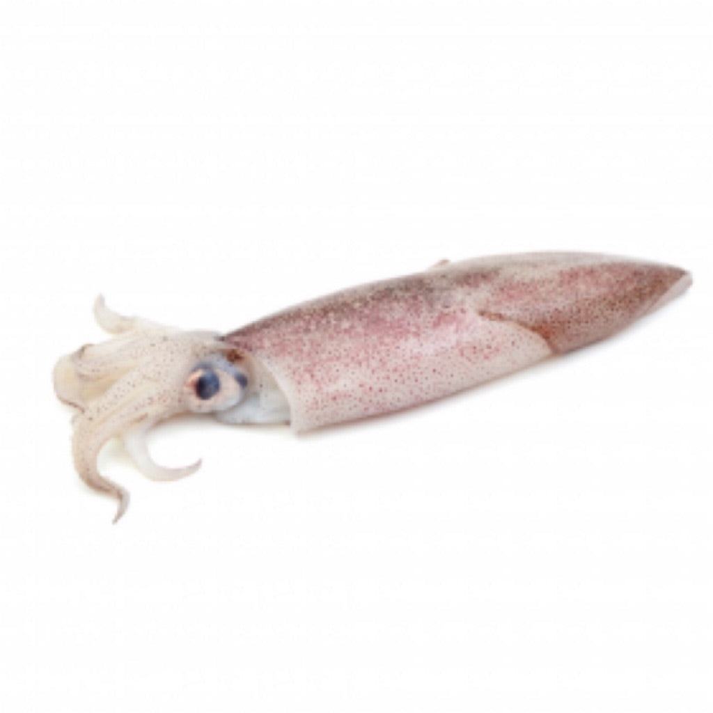 Baby Squid/Sotong 200-280g