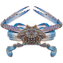 Load image into Gallery viewer, Flower Crab (Pre Order) -
