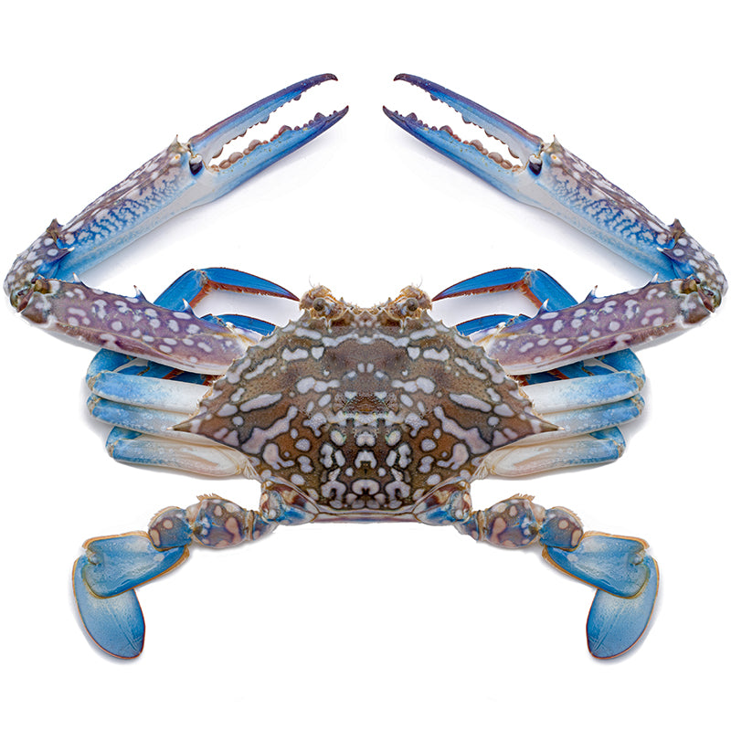 Flower Crab (Pre Order) -